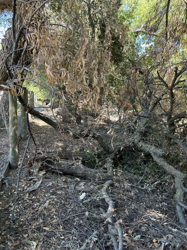 Before of broken willow branches